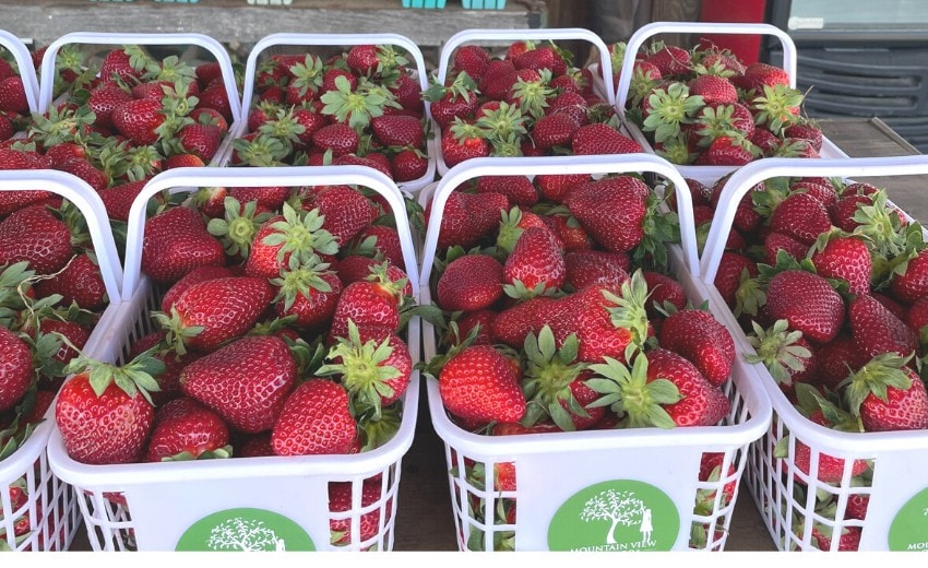 fresh strawberries