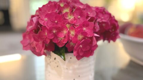 hydrangeas