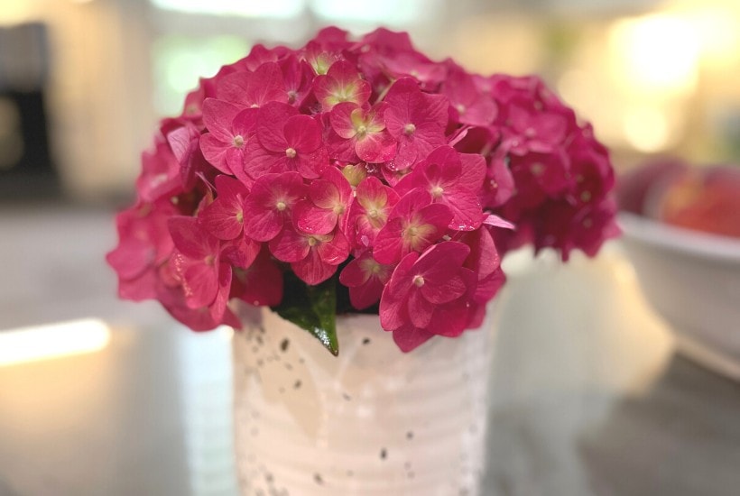 hydrangeas