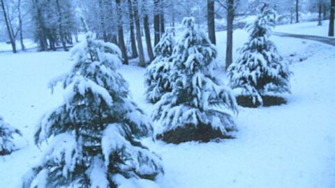 snow covered trees