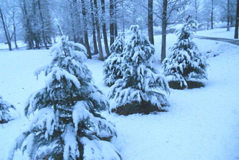 snow covered trees