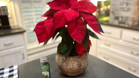 red poinsettia