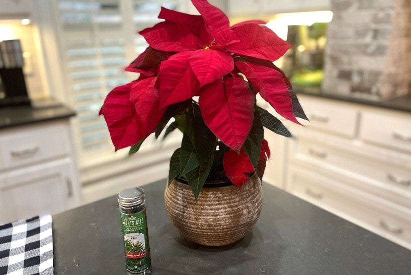 Red Poinsettia with Christmas Scentsicles placed in pot for Christmasy smell