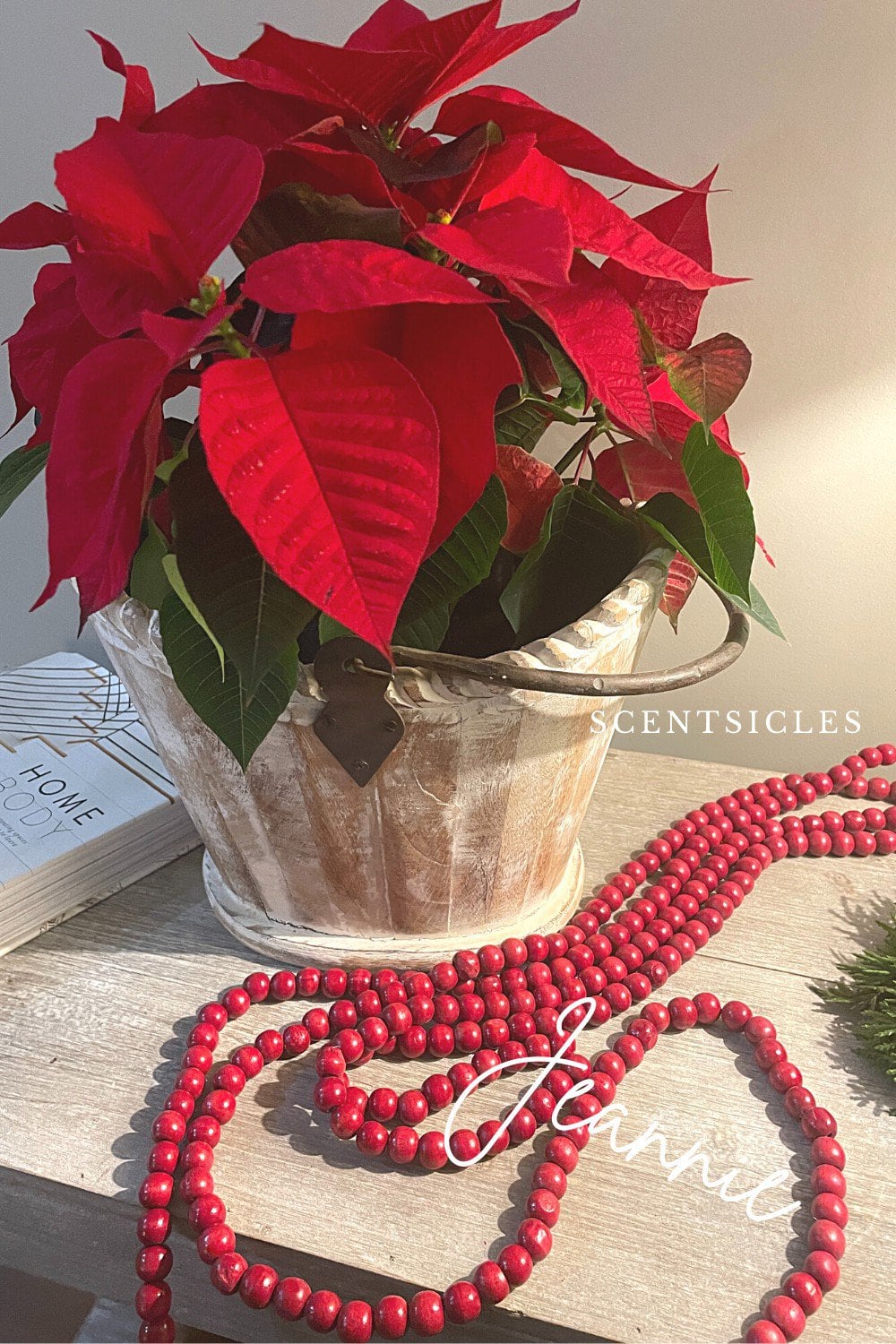 red poinsettia in white washed bucket