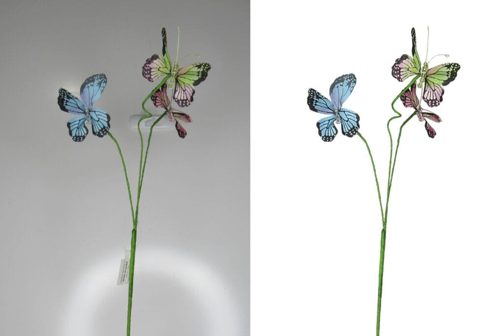 image of butterfly before and after edit with canva