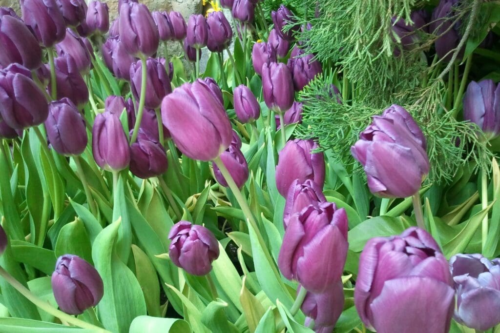lavender and purple tulips