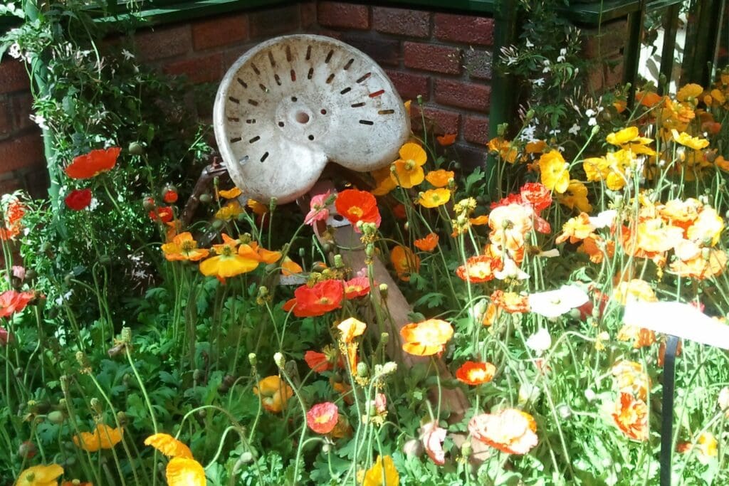 old plow with tractor seat in a flower bed of poppies perfect for butterflies