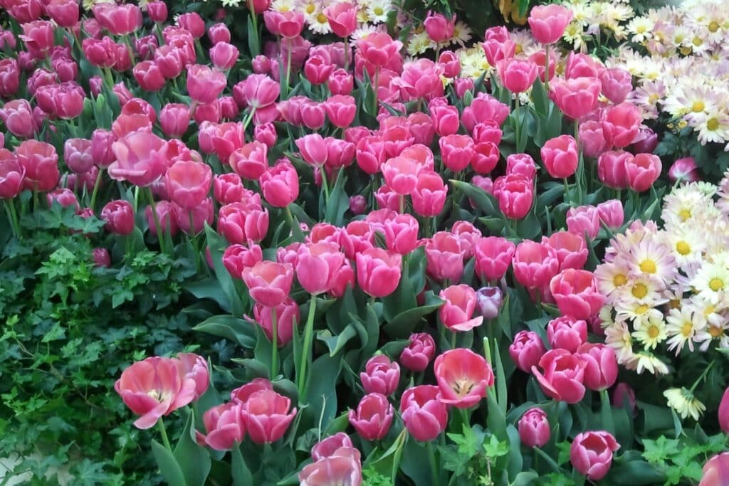 dark pink tulips in a flower bed, cream daisies