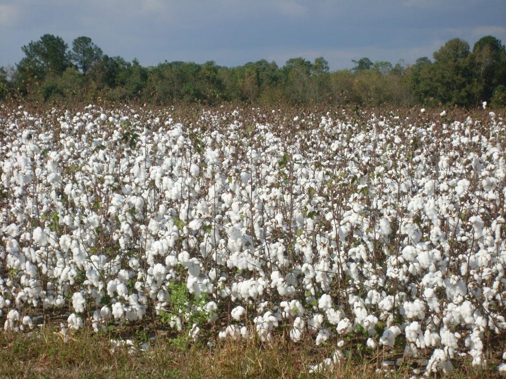 cotton field in the south