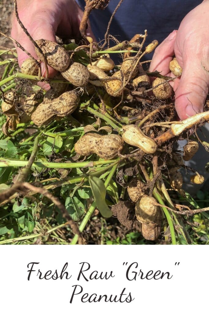 fresh peanut pulled from the ground ready to be picked off