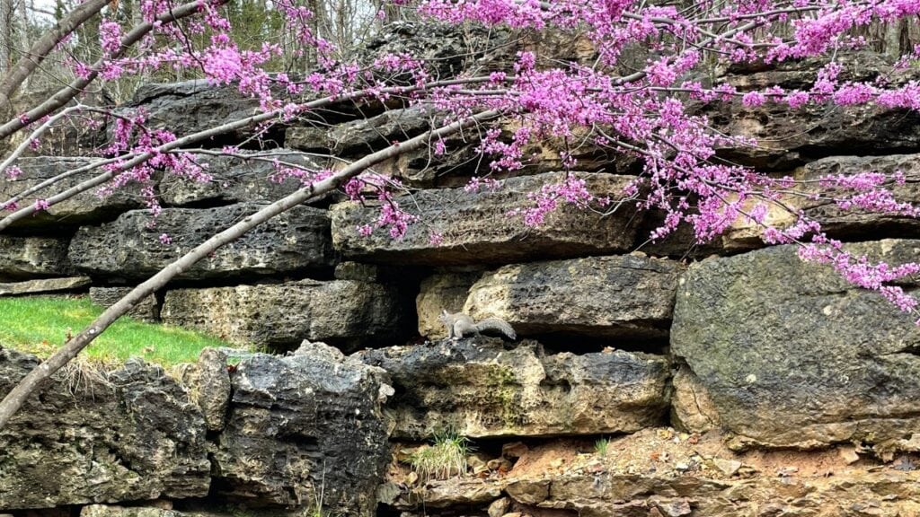 top of the rock branson, mo, golf cart tour through the ozark mountains