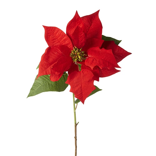 red poinsettia