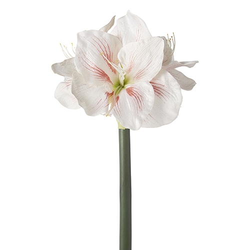 white amaryllis stem