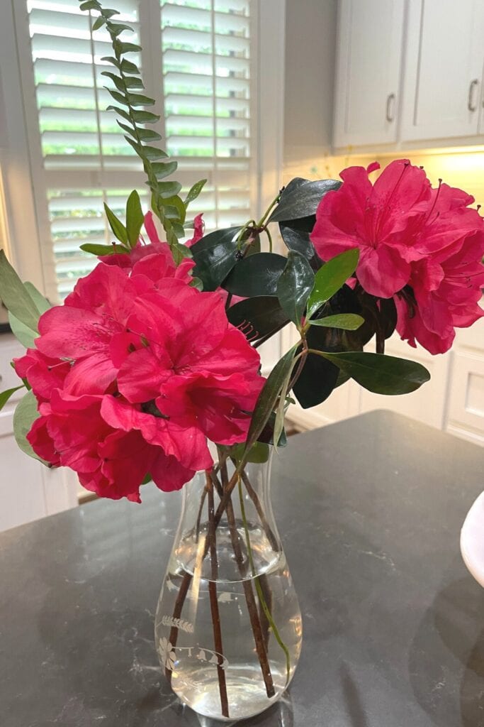 pretty azaleas cut and placed in a vase