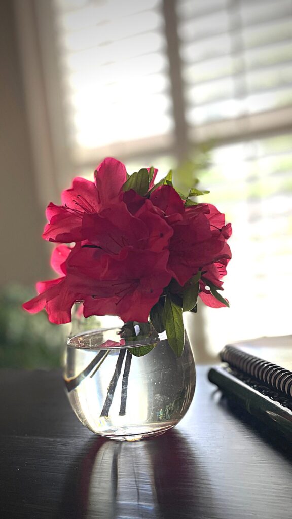 azaleas on my desk in a glass container