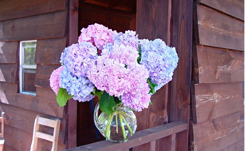 blue and pink hydrangeas in a clear vase