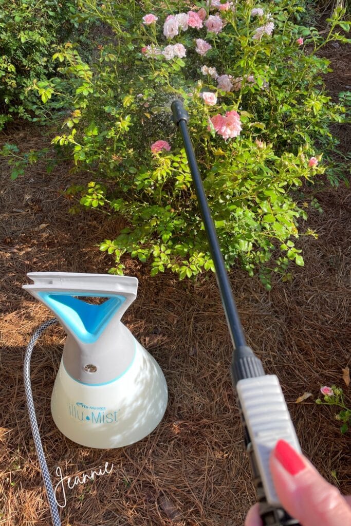 spraying roses for mildew with battery powered sprayer