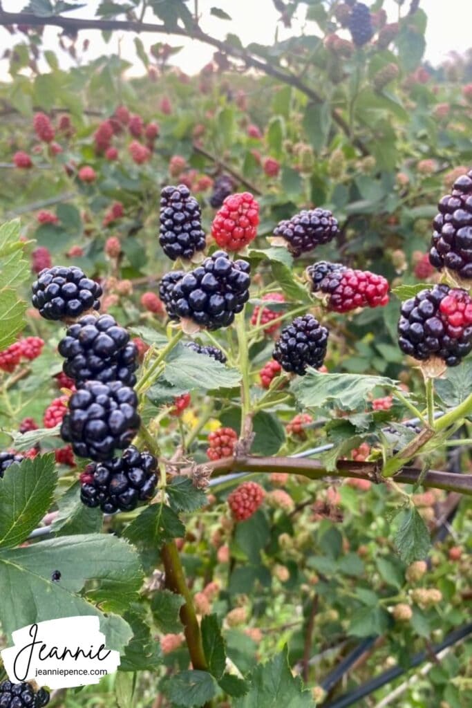 blackberry vines with ripe and unripe berries