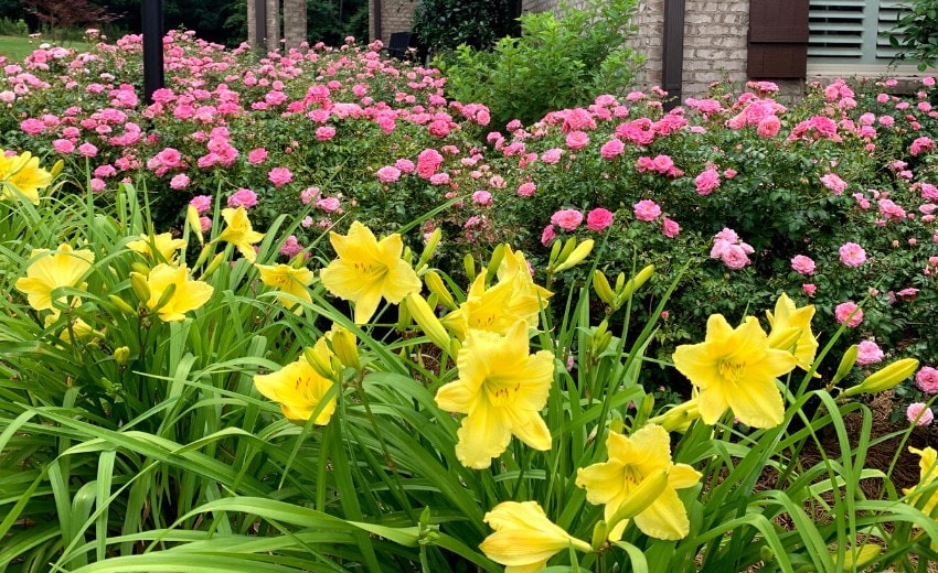 stella d'oro daylilies and knockout roses