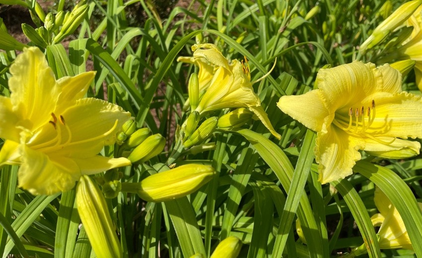 Deadhead Daylilies Yes or No?