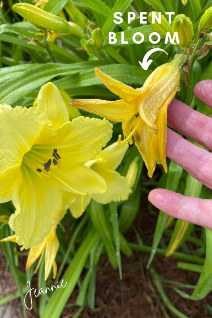 spent daylily bloom