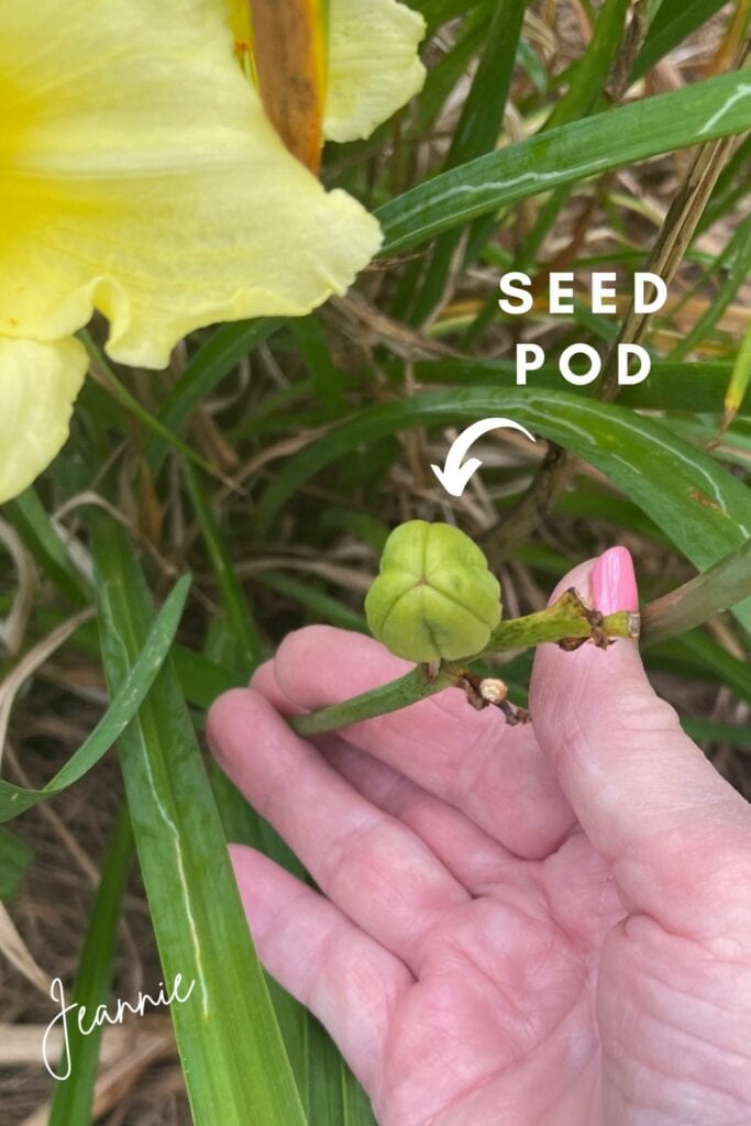 daylily seed pod, deadhead dayliliies