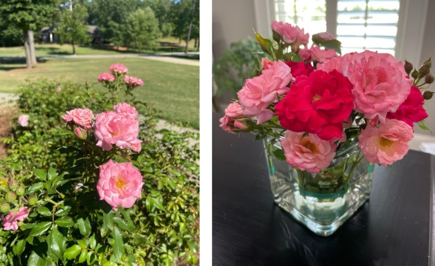 Knockout Roses Update