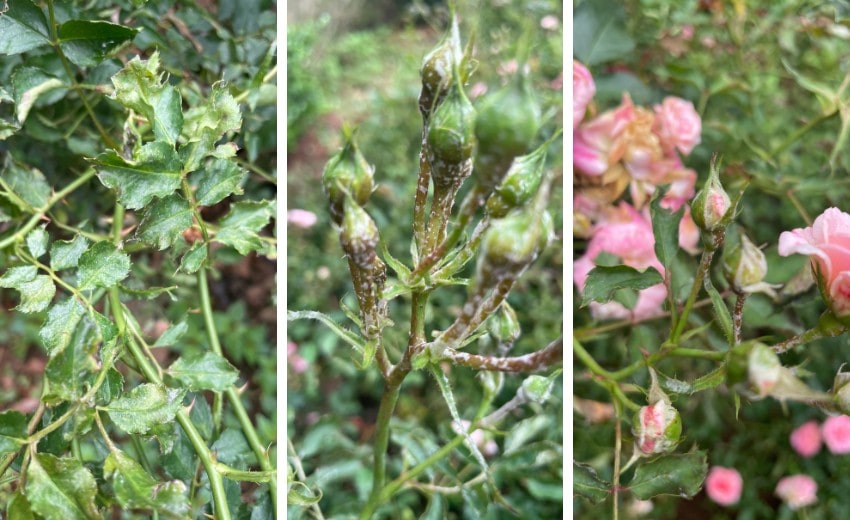 knockout roses with powdery mildew and blackspot before treatment