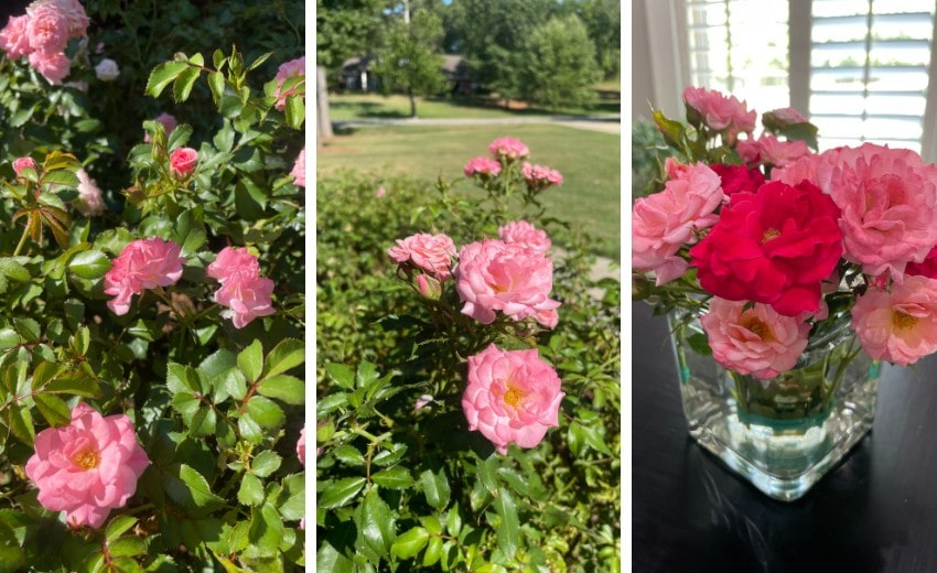 knockout roses with powdery mildew and blackspot after treatment
