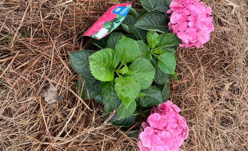 summer crush hydrangeas planted in pine straw