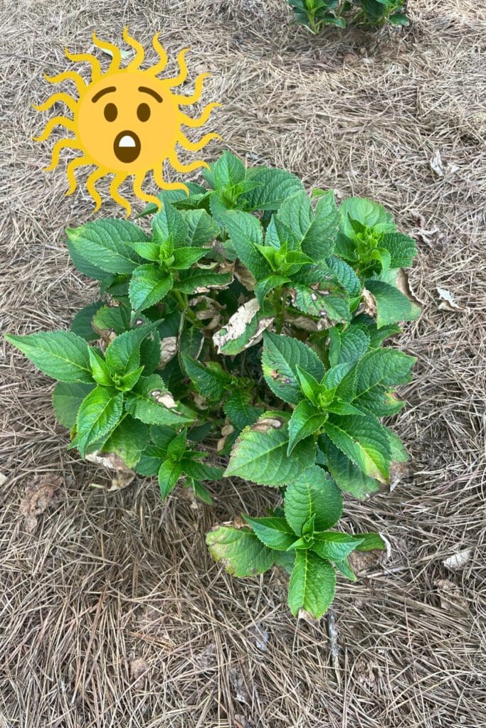 summer crush hydrangeas getting too much sun