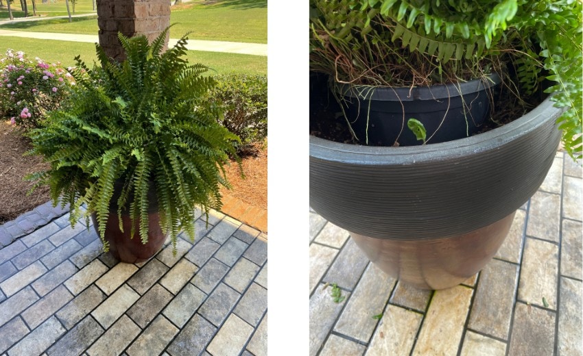 plastic hanging pot for ferns