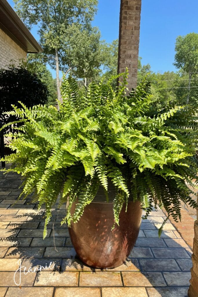 boston ferns