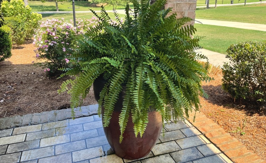 easy care for boston ferns