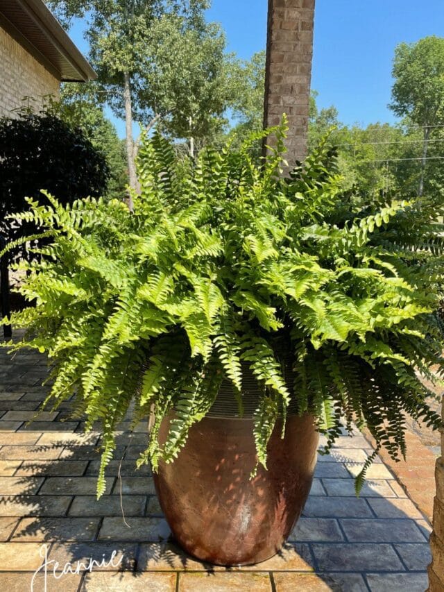 large pot of boston ferns