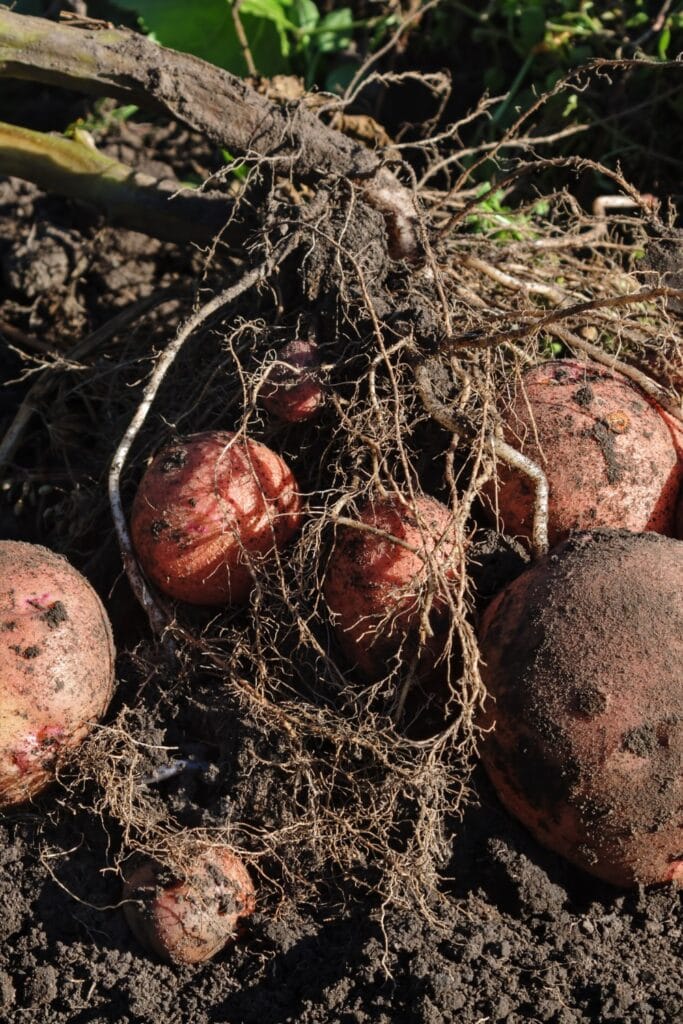 potatoes on the vine