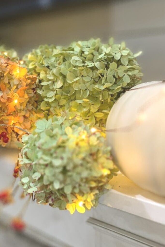 dried limelight green hydrangeas