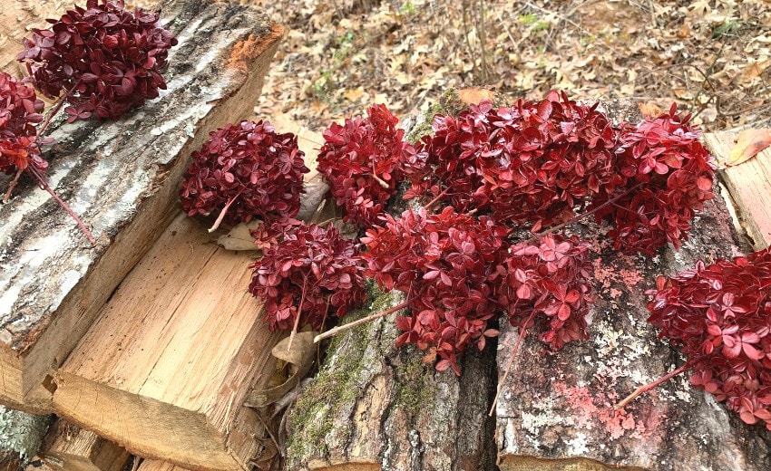 hydrangeas re-painted red for christmas