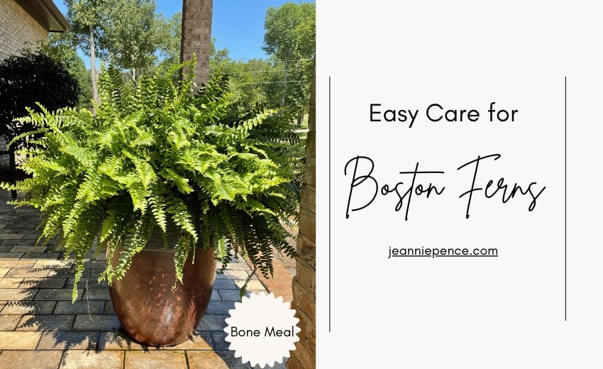 Easy Care for Boston Ferns