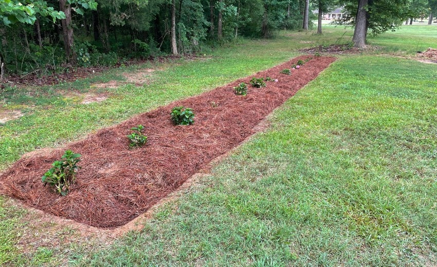 moved hydrangeas to another part of the yard where they will get morning sun and less of afternoon sun