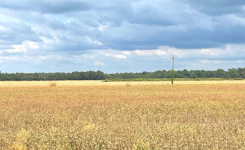soybean field in mississippi delta