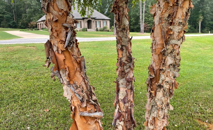 river birch tree with shaggy soft paper like back