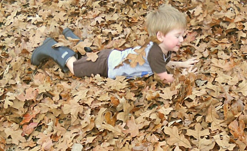 pile of fall leaves