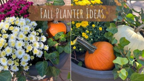easy fall planter ideas with mums