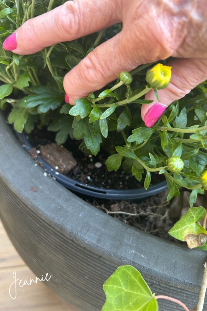 small mums placed pot and all in container