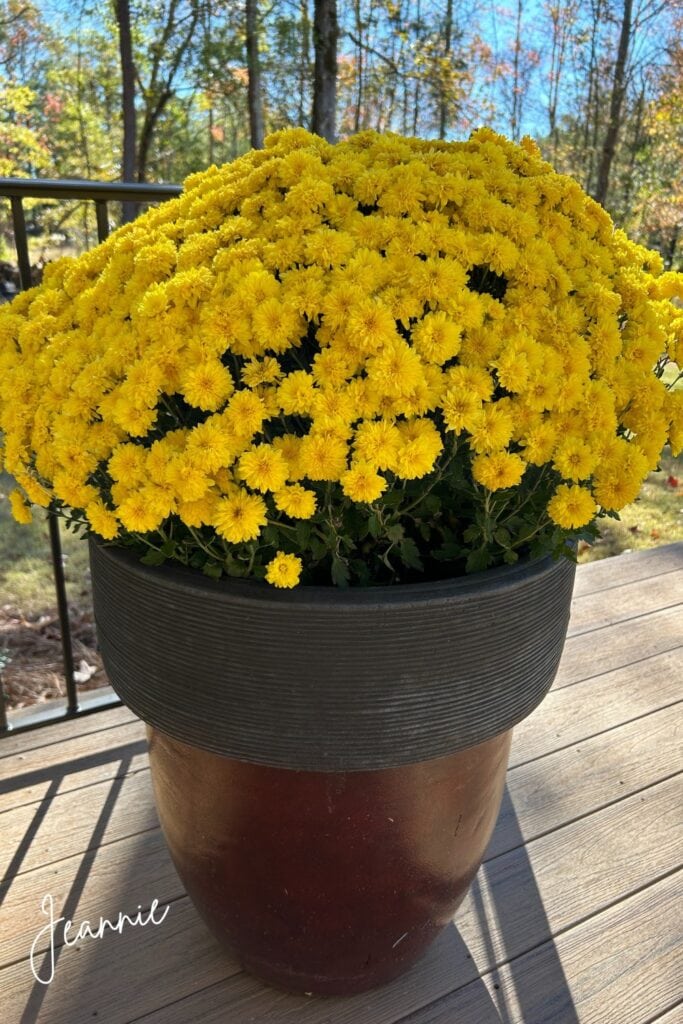 yellow mums for a fall planter idea
