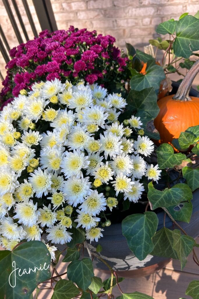 assorted mums