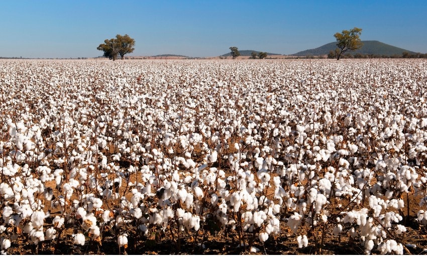 cotton field in mississippi delta