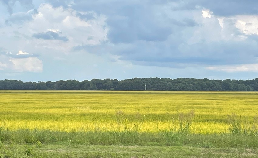 rice field