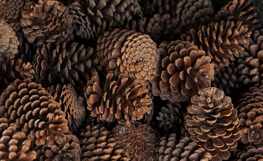 pinecones for decorating
october to do list